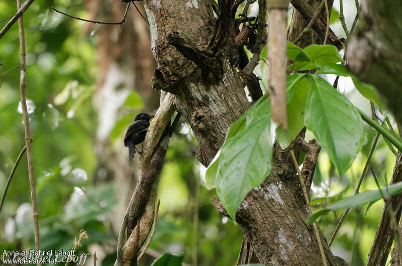 Black Antshrike male adult, identification
