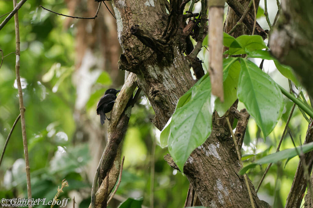 Batara noir mâle adulte, identification