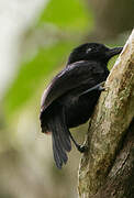 Black Antshrike