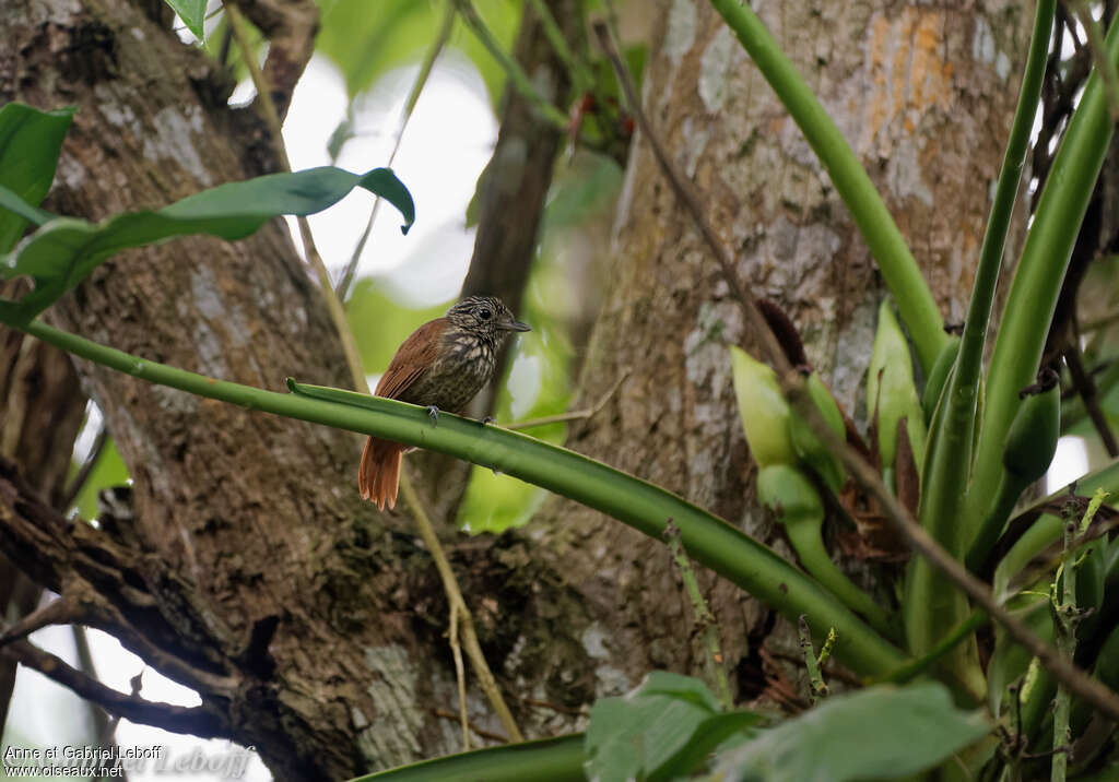 Batara noir femelle adulte, identification