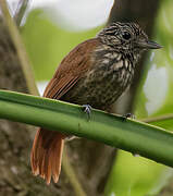 Black Antshrike