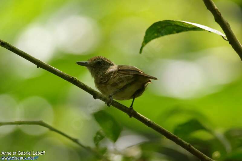 Spot-crowned Antvireo female adult, identification