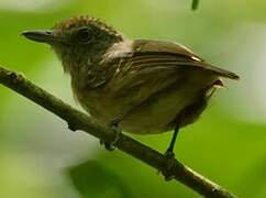 Spot-crowned Antvireo