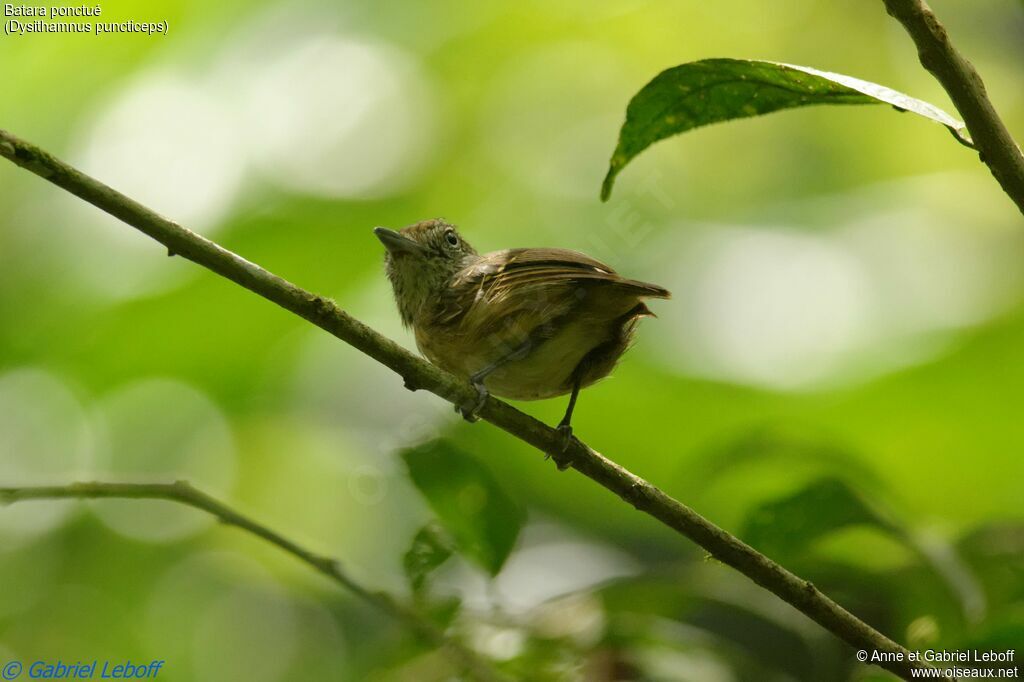 Spot-crowned Antvireo