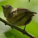 Batara ponctué
