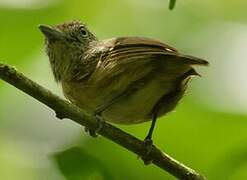 Spot-crowned Antvireo