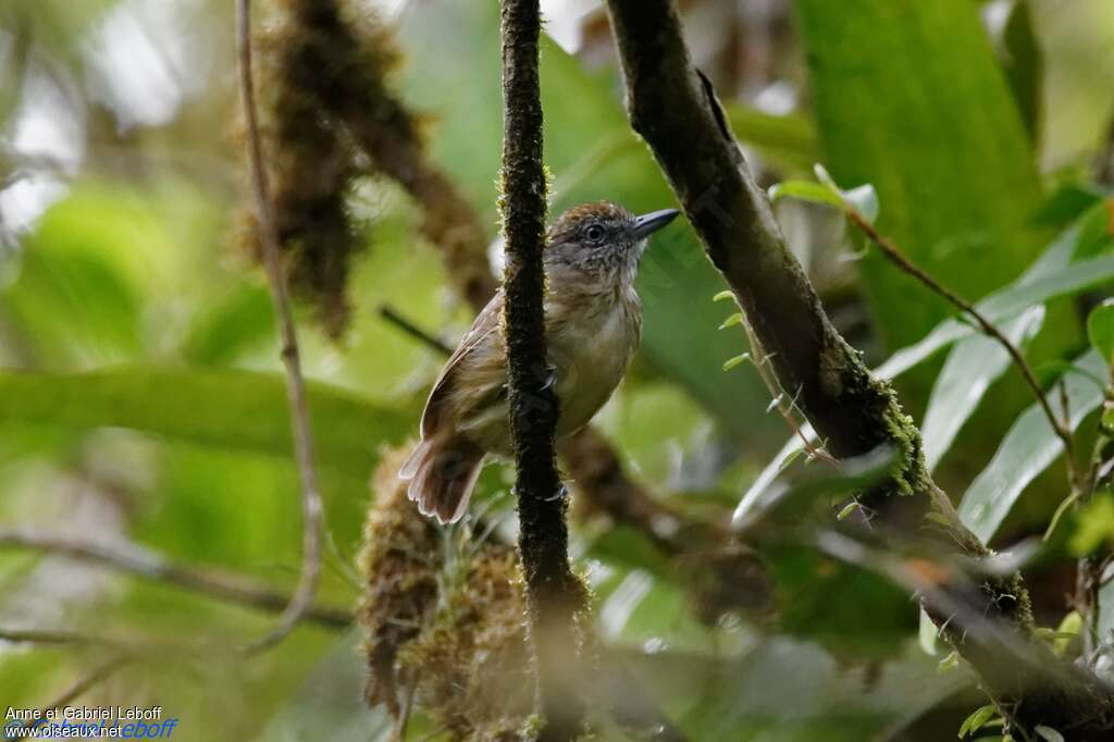 Spot-crowned Antvireo female adult, habitat, pigmentation