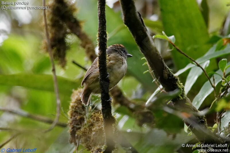 Spot-crowned Antvireo female adult