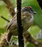 Spot-crowned Antvireo