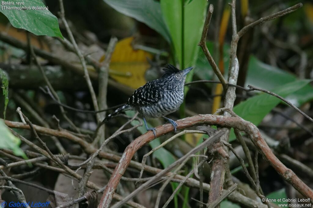 Barred Antshrike male adult