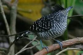 Barred Antshrike