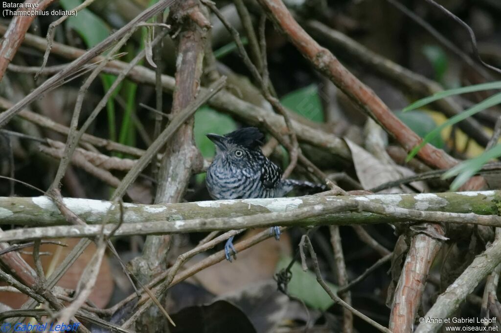 Barred Antshrike male adult