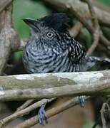 Barred Antshrike