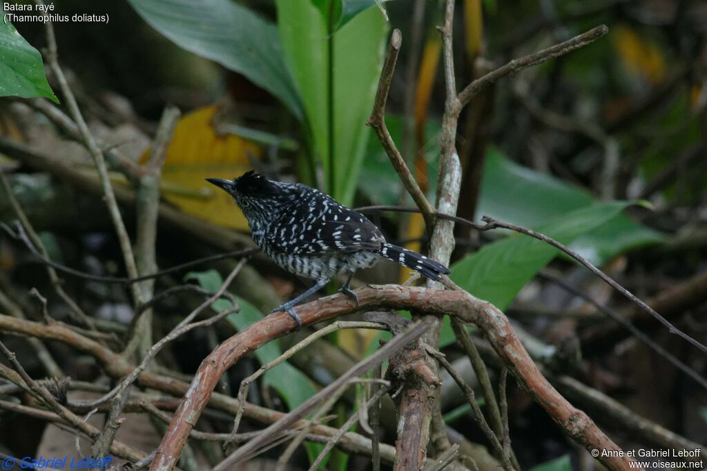 Barred Antshrike male adult