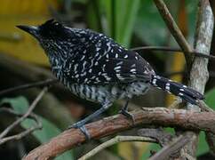 Barred Antshrike