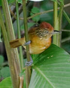 Barred Antshrike