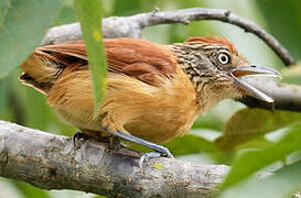 Barred Antshrike