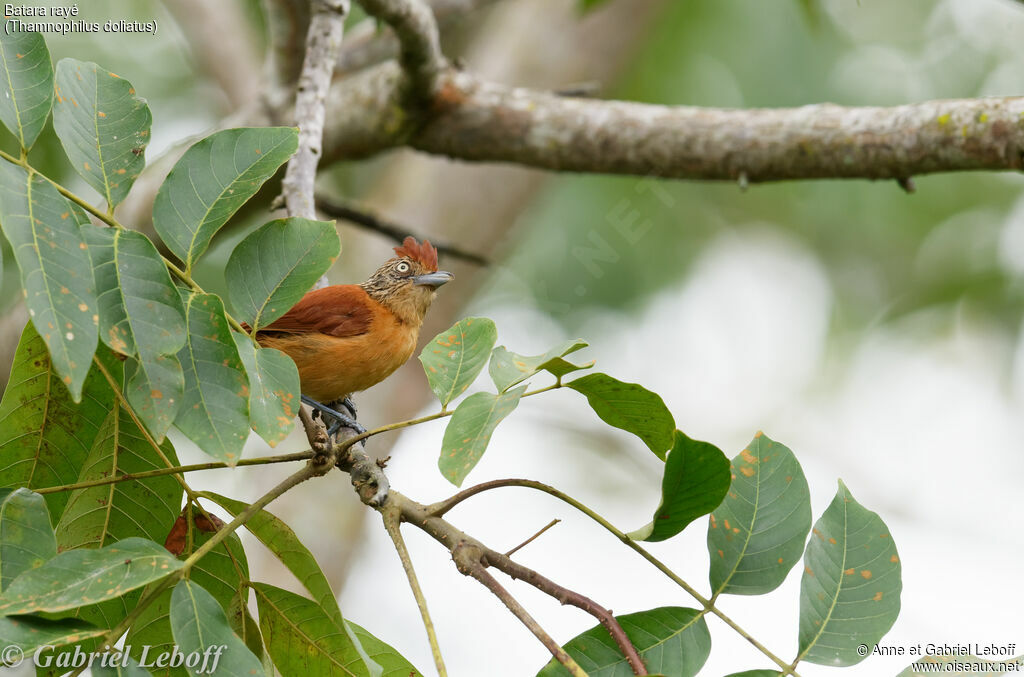 Barred Antshrike female