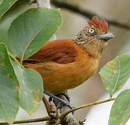 Barred Antshrike