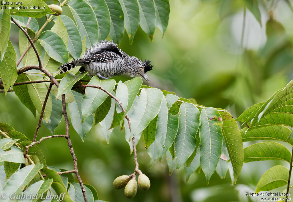 Barred Antshrike male