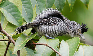 Barred Antshrike