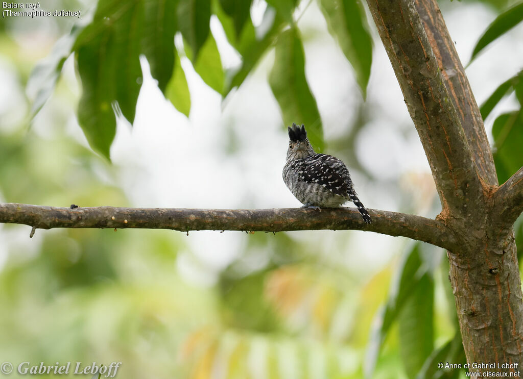 Barred Antshrike male