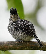 Barred Antshrike