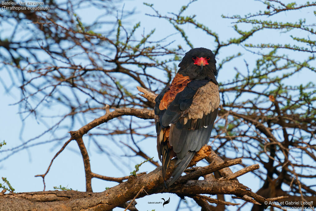 Bateleur des savanes