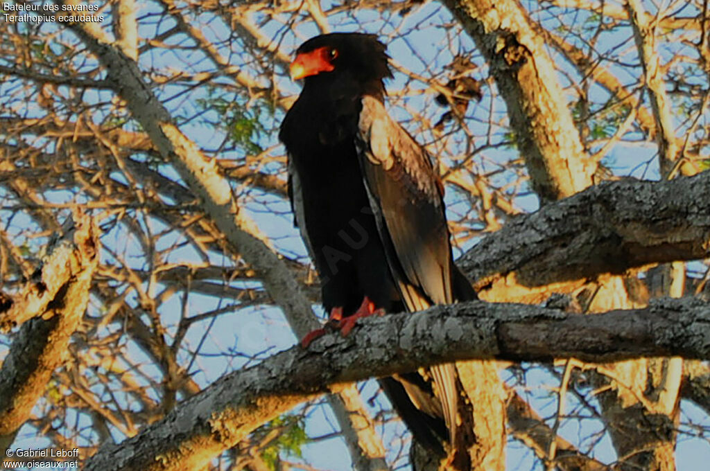 Bateleur des savanes