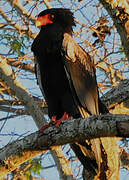 Bateleur