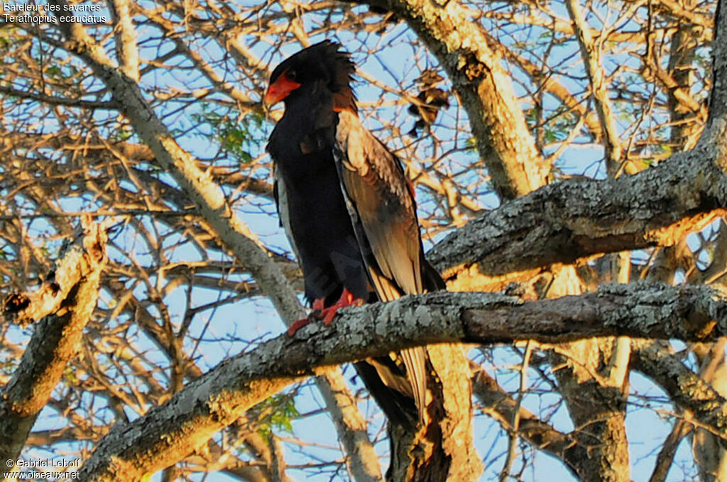 Bateleur des savanes