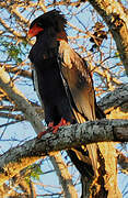 Bateleur des savanes