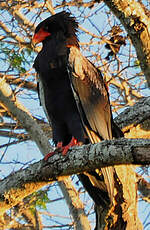 Bateleur des savanes