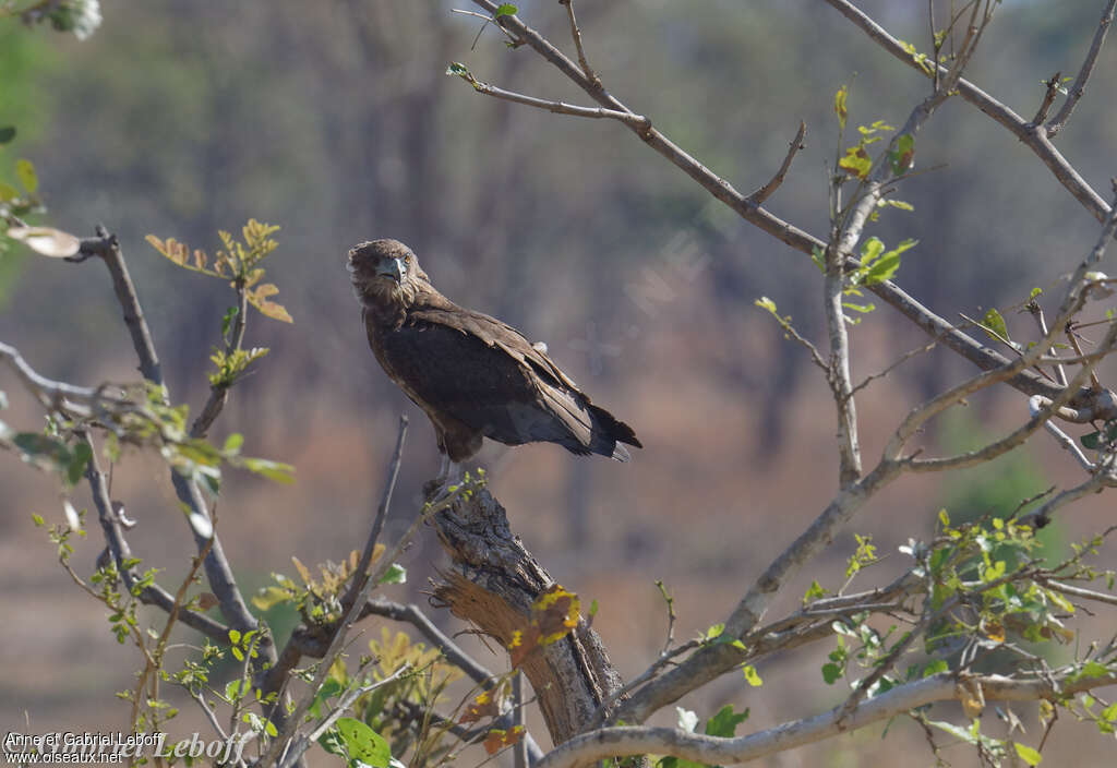 Bateleur des savanesjuvénile, identification