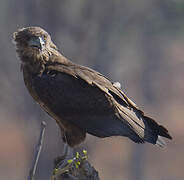 Bateleur des savanes