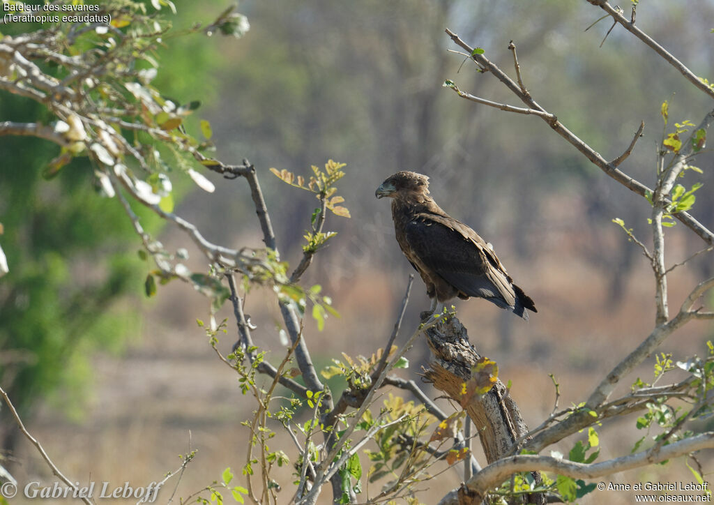 Bateleur des savanesimmature