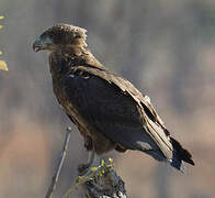 Bateleur