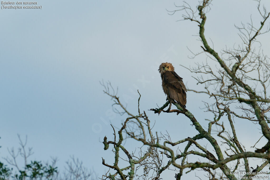 Bateleur des savanesjuvénile