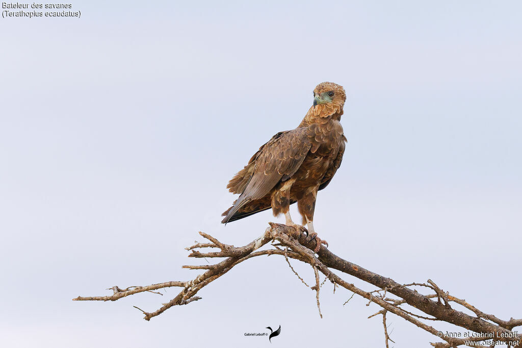 Bateleur des savanes
