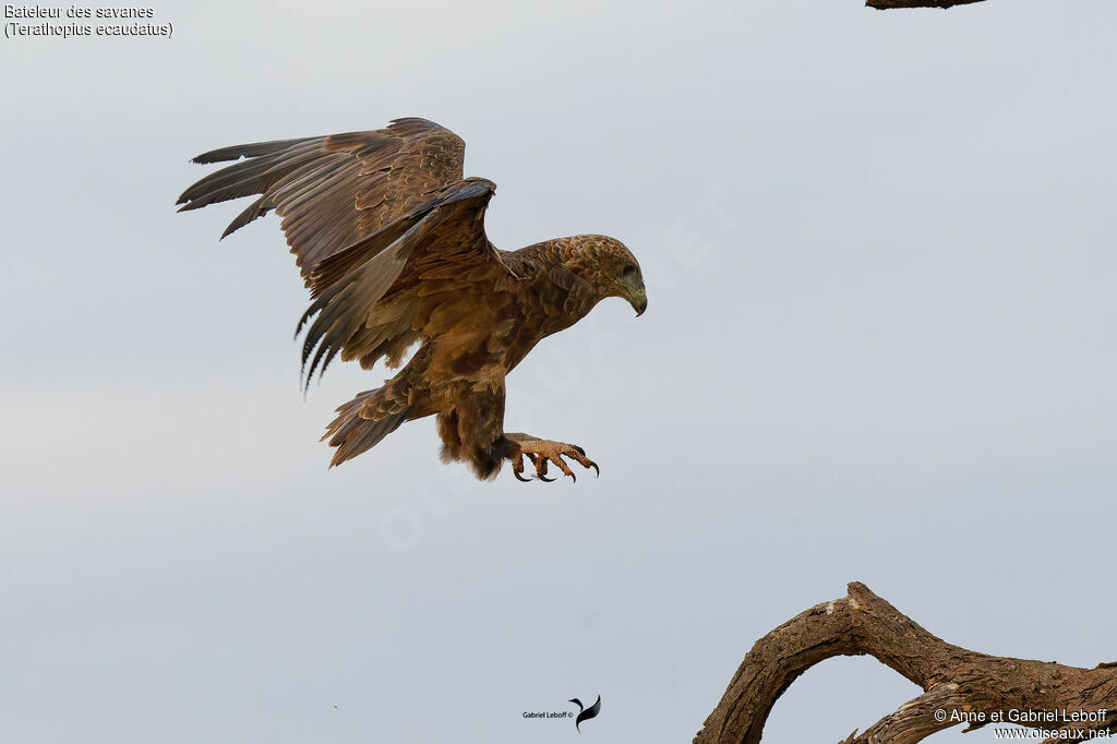 Bateleur des savanes