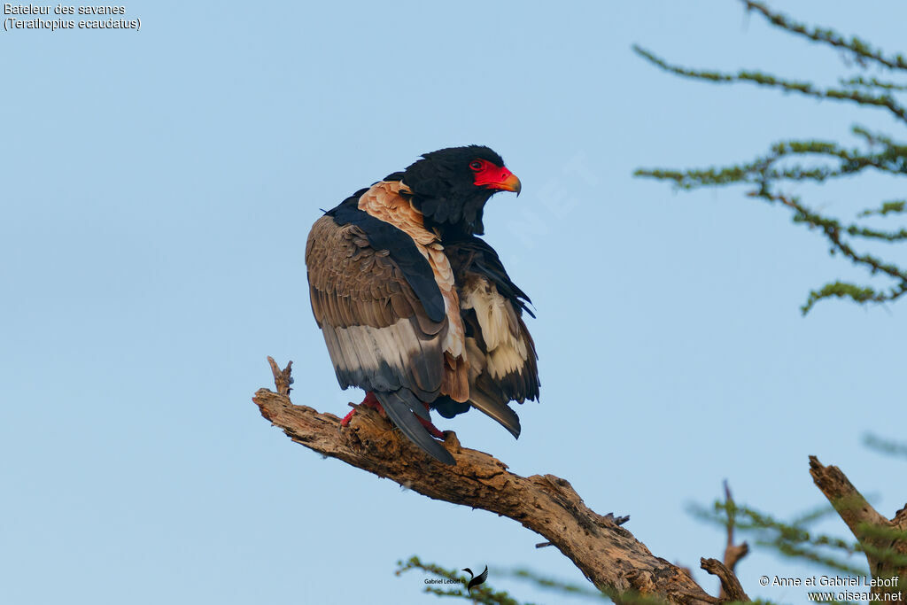 Bateleur des savanes