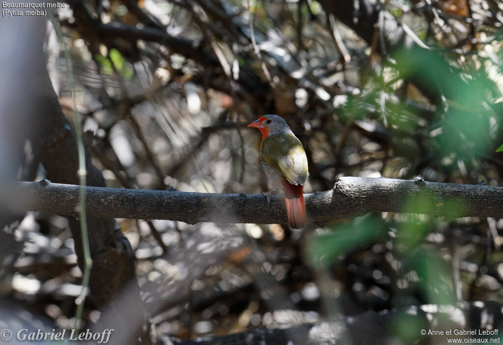 Green-winged Pytilia