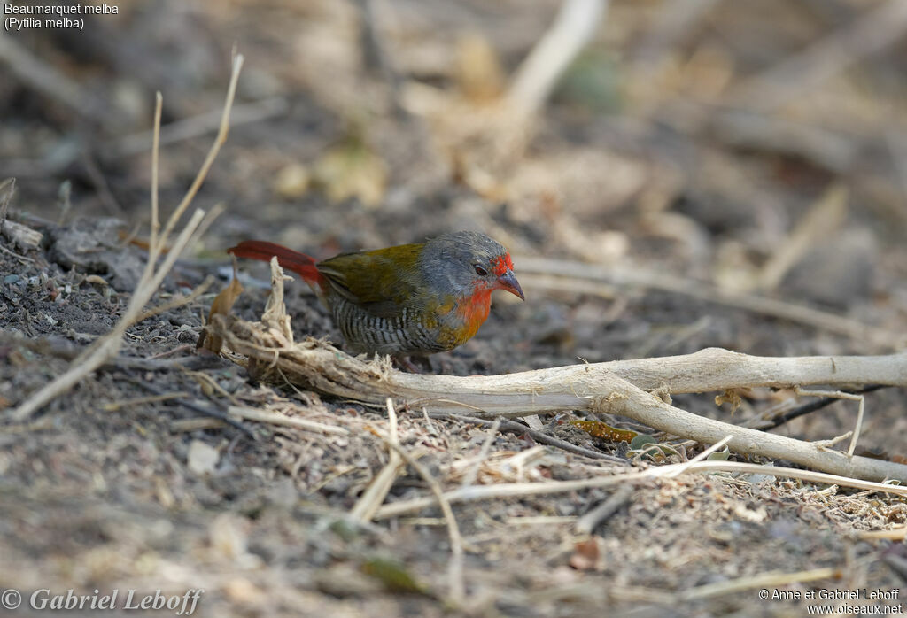 Green-winged Pytilia