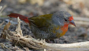 Green-winged Pytilia