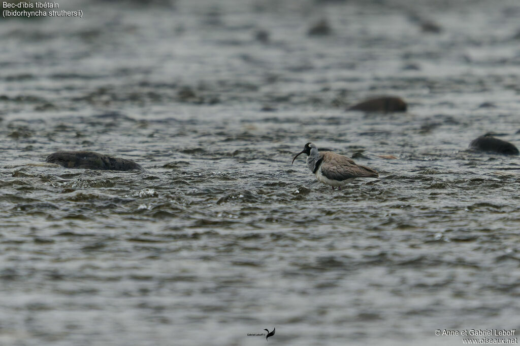 Bec-d'ibis tibétain
