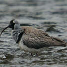 Bec-d'ibis tibétain