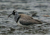 Bec-d'ibis tibétain