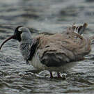Bec-d'ibis tibétain