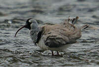 Bec-d'ibis tibétain