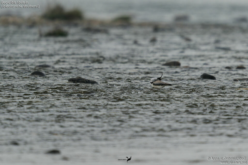 Bec-d'ibis tibétain